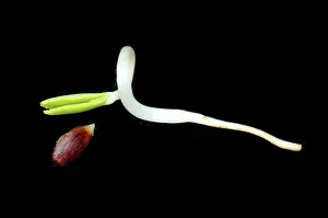 Germinating: Germinating Apple Seed