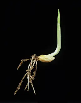 Germinating: Germinating barley seed