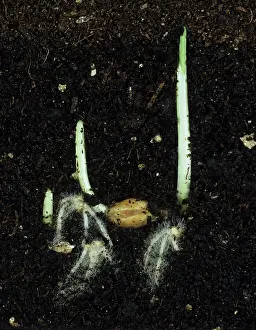 Seedlings: Germinating barley seeds
