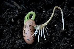 Seedlings: Germinating bean seed - root showing positive geotropism