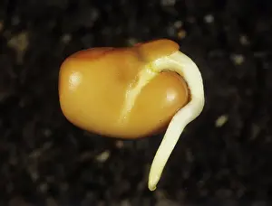Germinating: Germinating broad bean seed