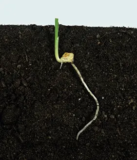 Germinating: Germinating maize seedling