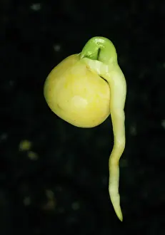 Germinating: Germinating pea seed