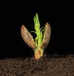 Germinating: Germinating peanut seed
