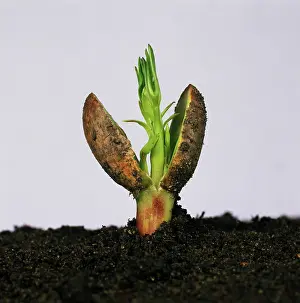 Germinating: Germinating peanut seed