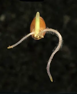 Germinating: Germinating wheat seed