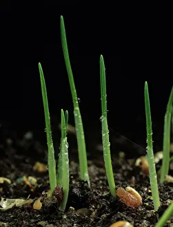Seedlings: Germinating wheat seeds