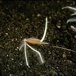 Roots: Germinating wild oat