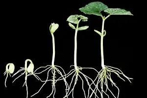 Sprouts: Germination