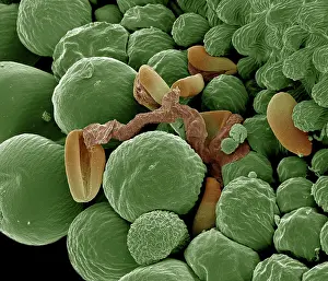 Lilly: Germination showing pollen tube in Lilly