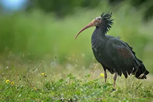 Eremita: Geronticus eremita