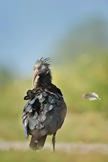 Eremita: Geronticus eremita