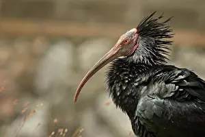 Eremita: Geronticus eremita