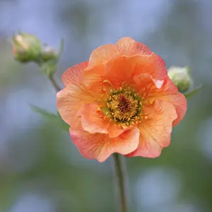 Totally: Geum, Avens, Geum Totally tangerine, frontview