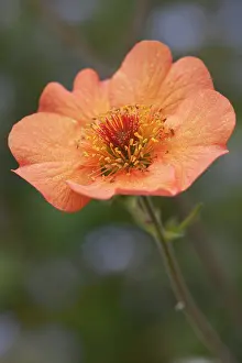Totally: Geum, Avens, Geum Totally tangerine, Side view