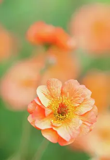 Totally: Geum Totally tangerine, Avens, Orange, Perennial, Summer F