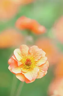 Totally: Geum Totally tangerine, Avens, Orange, Perennial, Summer F