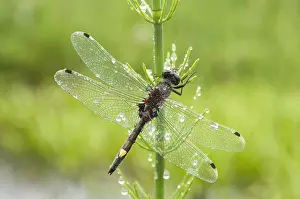 Dragonflies: Gevlekte witsnuitlibel