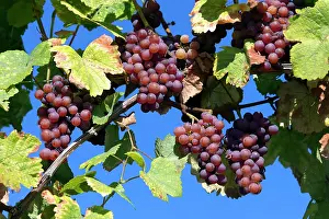 Grapes: Gewurztraminer Grape Wine Route Dambach-la-Ville