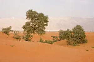 Prosopis: Ghaf Trees - growing in sand dunes