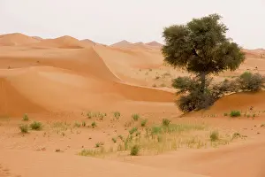Prosopis: Ghaf Trees - growing in sand dunes
