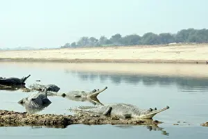 Chambal: Gharial