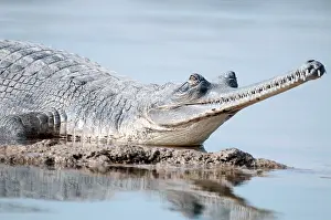 Chambal: Gharial