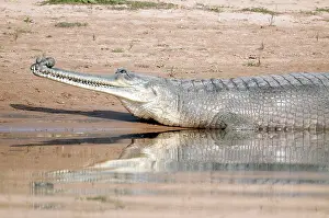 Gharials: Gharial