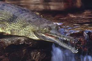 Gavial: Gharial