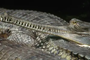 Gavial: Gharial