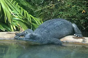 Gavial: Gharial
