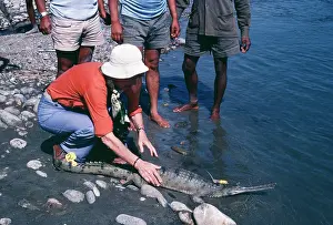 Gharials: GHARIAL - fitted with radio receiver