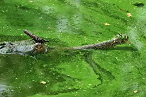 Gavial: Gharial / Gavial