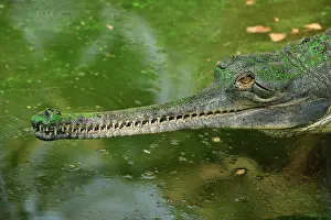 Gavial: Gharial / Gavial