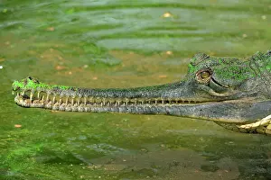 Gavial: Gharial / Gavial
