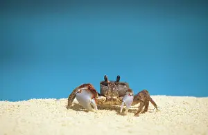 Ocypode: Ghost Crab