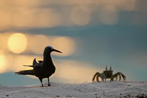 Anous: Ghost Crab