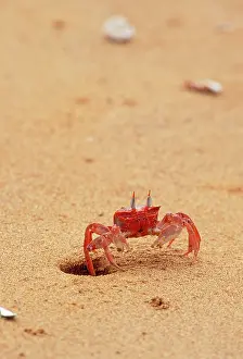 Ocypode: Ghost Crab - on beach