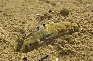 Tobago: Ghost crab - close upfront view emerging from burrow