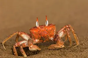 Ocypode: Ghost Crab (Ocypode gaudichaudii) Santiago