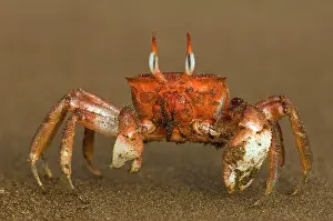 Ghost: Ghost Crab (Ocypode gaudichaudii) Santiago
