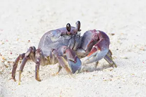 Marbled: Ghost crab (Ocypodus cordimanus), racing crab, La