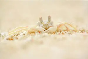 Mimickry: Ghost Crab - perfect mimickry of a white ghost