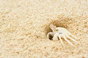 Ocypode: Ghost Crab - perfect mimicry of a white ghost crab