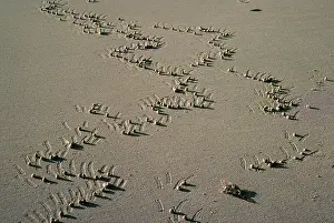 Allen Paterson: GHOST CRAB - scratches