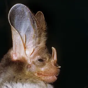 Vampire: Ghost / False Vampire Bat