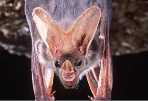 Vampire: Ghost / False Vampire Bat BAT