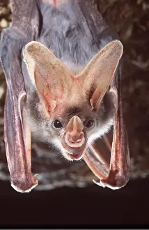 Vampire: Ghost / False Vampire Bat - close-up of head