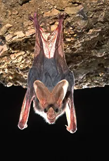 Agility: Ghost / False Vampire Bat - hanging, carnivorous