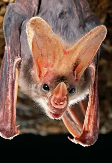 Nose: Ghost / False Vampire BAT - hanging, close-up of head